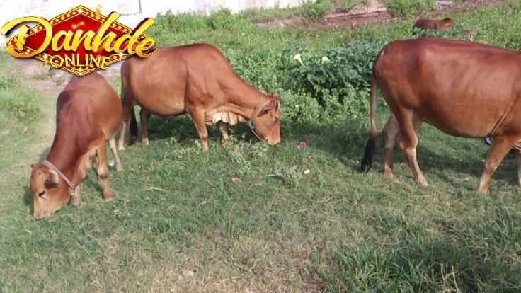 Bò chạy vào nhà? Ý nghĩa theo tâm linh và cuộc sống