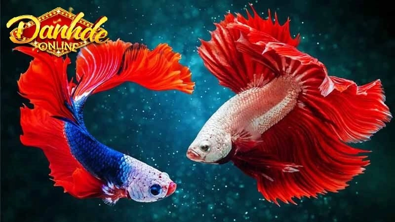 Giải mã giấc mơ thấy cá: ý nghĩa và con số tham khảo?