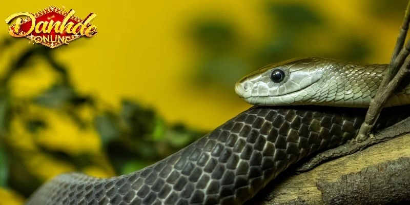 Người đàn ông mơ thấy rắn đen là điềm gì? Giải mã tâm linh